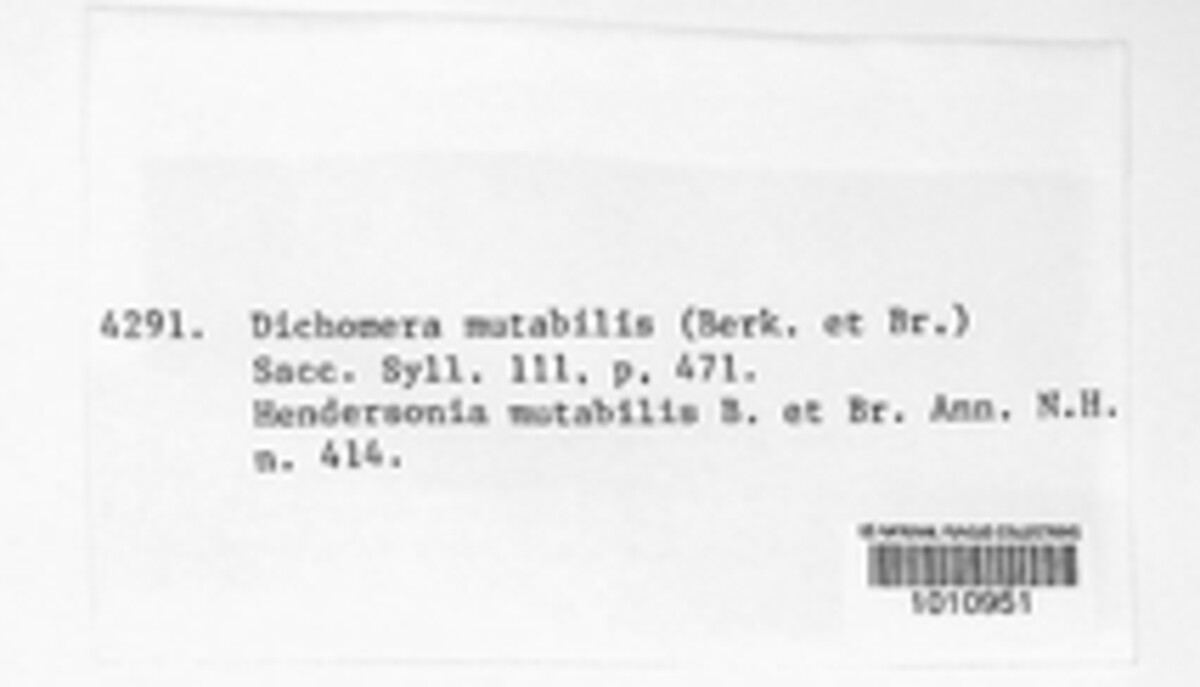 Dichomera mutabilis image